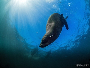 Playful seal pup ~ Hout Bay ~ South Africa by Gemma Dry 